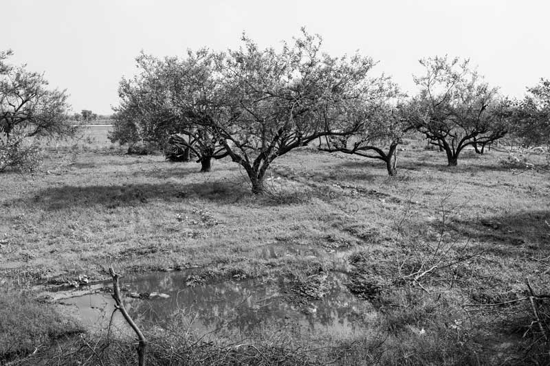 Wastewater Reuse: An orchard of 'ber' (Ziziphus mauritiana) trees irrigated and nurtured by raw sewage from septic tanks in Hissar district, Haryana